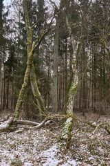 Stare połamane drzewa w naturalnym środowisku, lasy Puszczy Noteckiej, Wielkopolska, Polska