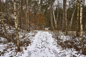 Puszcza Notecka, zimowa droga przez mieszany las © Zbigniew