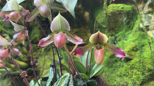 Beautiful Venus Slipper Orchid (Paphiopedilum Superbiens)