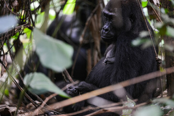 western gorilla, Gorilla gorilla © tomjunek.com