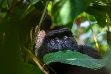 western gorilla, Gorilla gorilla © tomjunek.com