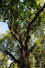 Fototapeta premium San Bernardino, Paraguay - Arbol nativo de la región.