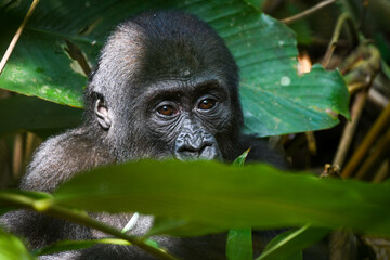 western gorilla, Gorilla gorilla © tomjunek.com