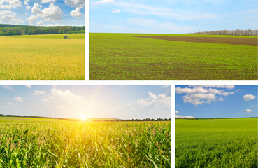 Rural agricultural landscape mosaic with golden morning sun