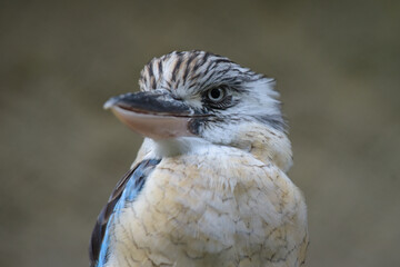 view on a blue-winged kingfisher