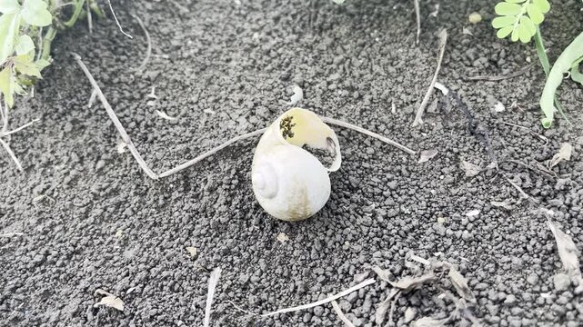 a dead small snail shell exploring the surface of the ground