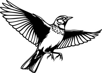 Fototapeta premium skylark silhouette line art vector illustration with a white background 