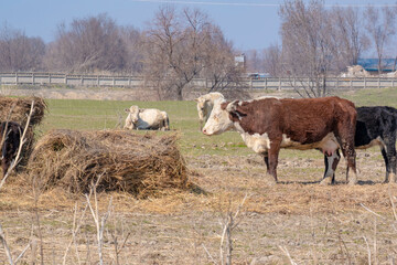 Group of cows grazing on a vast green pasture in Kazakhstan. Cattle livestock in the rural steppe under a blue sky, agriculture and dairy farming concept.