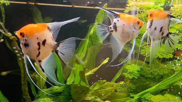 A koi angelfish swims in an aquarium with other fish. Close-up.