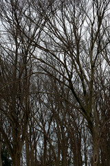 Obraz premium 冬の空に網目状に広がる落葉した樹木の幾何学的な枝ぶり