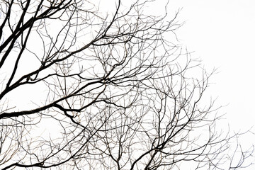 Fototapeta premium silhouette of a tree