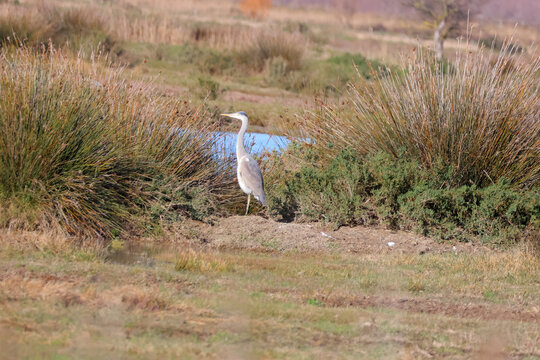 une aigrette dans les marais