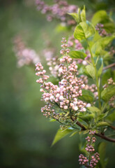 beautiful lilac branches on a summer day in the lilac garden