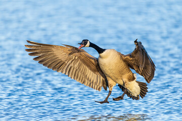 00748-07814 Canada Goose (Branta canadensis) landing in wetland Marion Co. IL