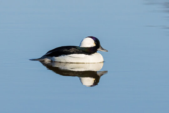 00750-00618 Bufflehead (Bucephala albeola) male at wetland Marion Co. IL