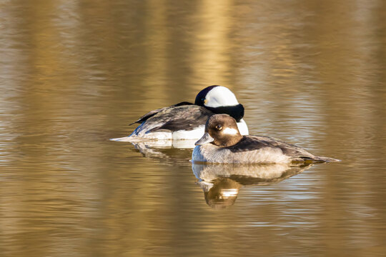 00750-00610 Bufflehead (Bucephala albeola) male and female at wetland Marion Co. IL
