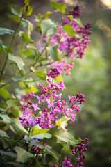 Fototapeta premium beautiful lilac branches on a summer day in the lilac garden