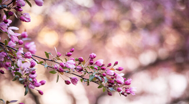 beautiful blooming apple trees on a spring day as a natural background
