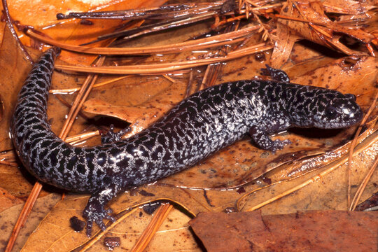Flatwoods salamander, Ambystoma cingulatum.