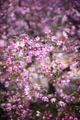 Fototapeta premium beautiful blooming apple trees on a spring day as a natural background