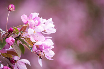 Fototapeta premium beautiful blooming apple trees on a spring day as a natural background