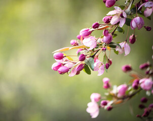 Obraz premium beautiful blooming apple trees on a spring day as a natural background