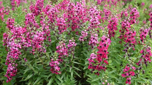 field of vibrant pink angelonia flowers gently swaying in the wind, serene and natural scene