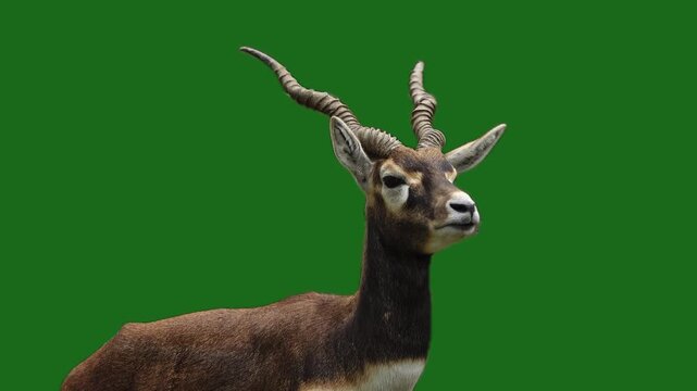 Black buck (Antilope cervicapra) looks in different directions on a green screen.