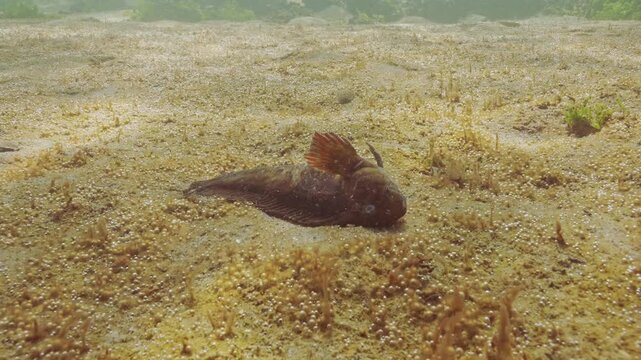 Dead Rusty blenny or Black Sea blenny (Parablennius sanguinolentus) lies in eutrophic area on seabed, small bubbles rising from sea floor covered by thin layer benthic microalgae producing this gas