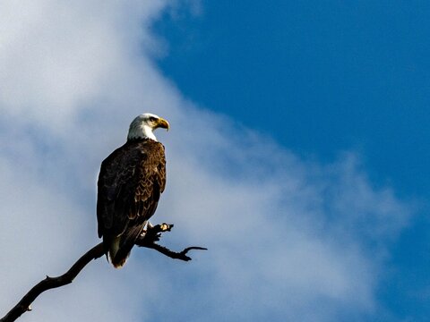 Bald Eagle perched in Spring Creek Park inside the Bonita Bay community in Bonita Springs, Florida
