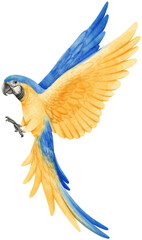 Watercolor of macaw parrot bird © b.illustrations