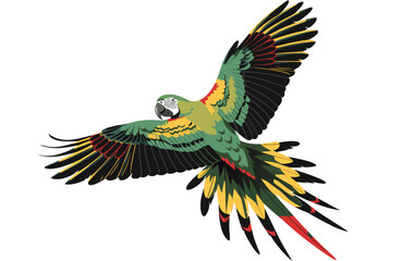 Fototapeta premium A vibrant parrot in flight with colorful feathers and outstretched wings on a white background