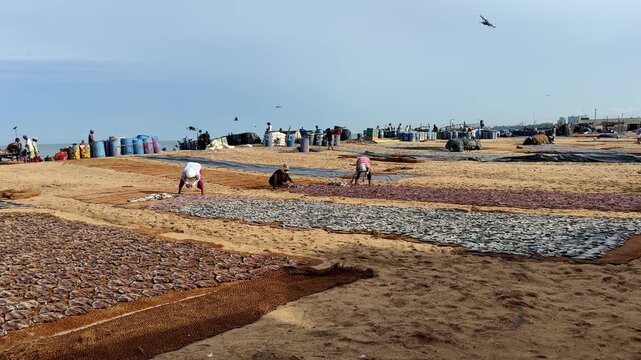 Wide view of Negombo fish market beach, Sri Lanka. People lay fish on sand to dry using traditional preservation method.