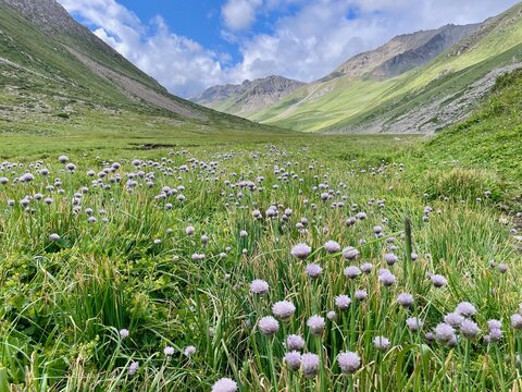 Blooming chives field in the spectacular Terim Tor Valley, Kyrgyzstan.