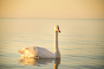 early morning at the sea with calm smooth water in soft pastel colors, single swan close up in peaceful natural atmosphere, serene coastal scene, copy space