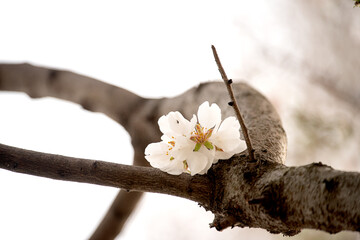bare branches of a tree with a few delicate almond blossoms emerging straight from the bark. striking contrast of rough textured wood and fragile flowers. perfect  of nature&rsquo;s unexpected details.