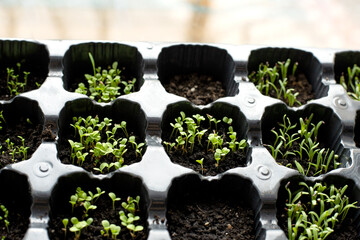 plastic containers with very small seedlings sprouting. close up of delicate young plants with fresh green growth. early stage of plant development in seedling trays. 