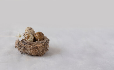 quail nest with speckled eggs and a blooming spring tree flower on a calm gray background. banner format with plenty of copy space. spring and easter concept, minimal natural composition.