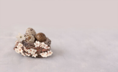 quail nest with speckled eggs among blooming spring flowers on a calm gray background. banner format with plenty of copy space. spring and easter concept, natural seasonal composition.