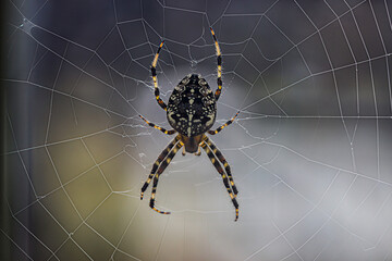 Obraz premium spider on web