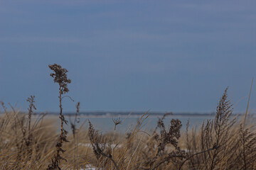 Fototapeta premium reeds on the beach