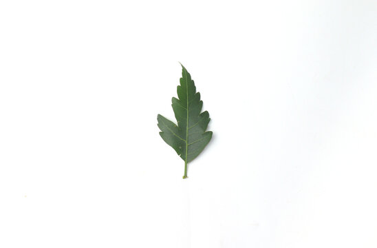 Single Neem Leave Isolated on white Backgound