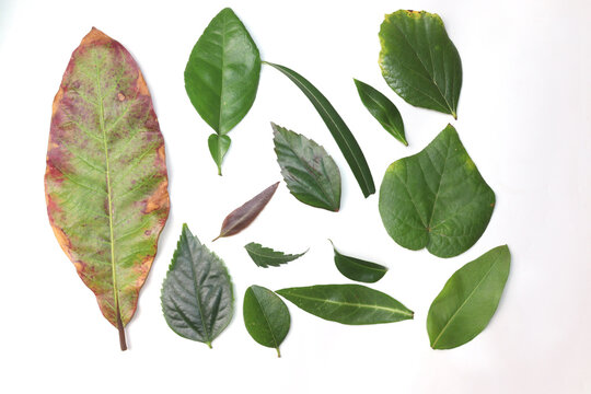 Diffrent types of leaves Isolated on white Backgound