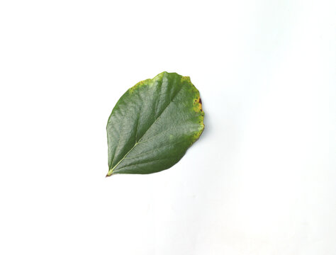 green leaf of Quince tree Isolated on white Backgound