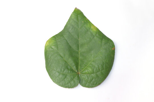 File Cercis Canadensis Leaf png Wikipedia