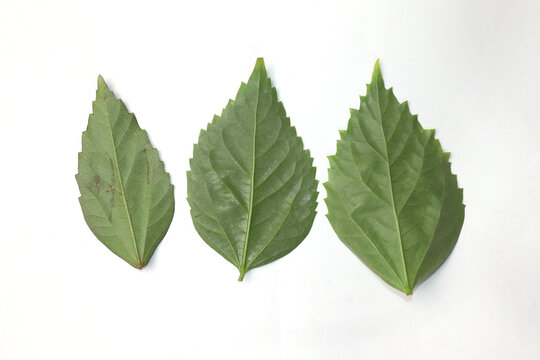 Green Leaf On White Stock Isolated on white Backgound