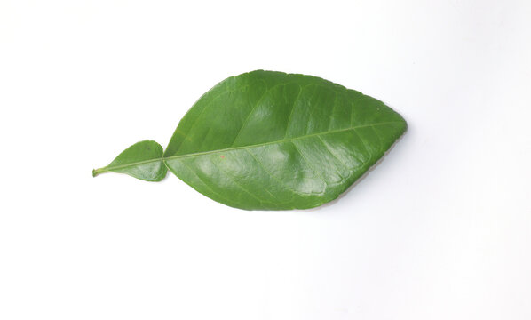 Green Leaves Lemon Citrus Leaves Isolated Stock Photo