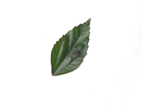 hibiscus leaf or rose mallows on white background image