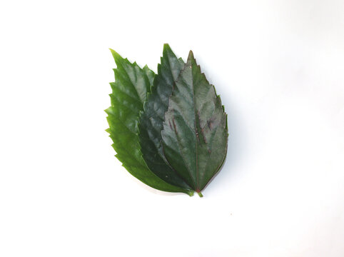 Hibiscus leaf or rosemallows on white background