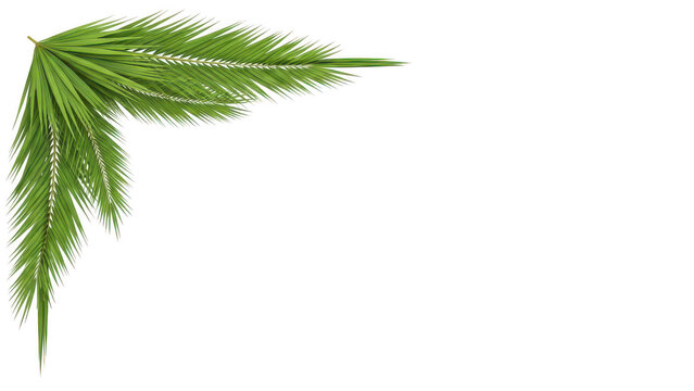 Tropical Palm Leaf Corner Design Element on White Background